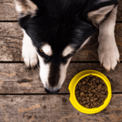 Sundt foder til hunde