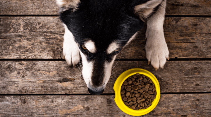 Sundt foder til hunde